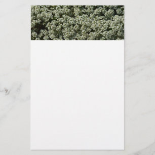 Papelaria Flores de Alyssum Doce Floral Branco