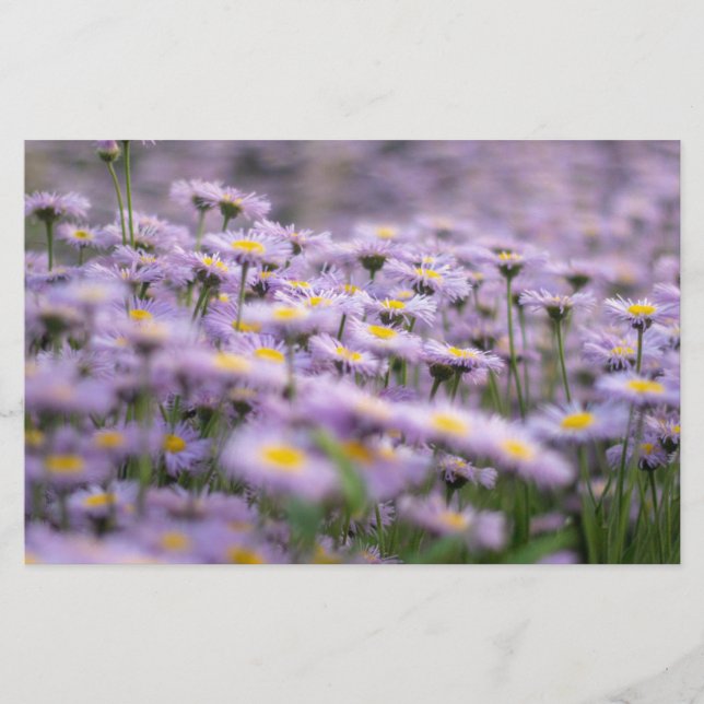 Papelaria Flores de Aster Roxo (Frente)