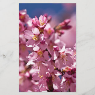 Papelaria Flores de Cerejeira Sakura Beijadas pela Luz do So