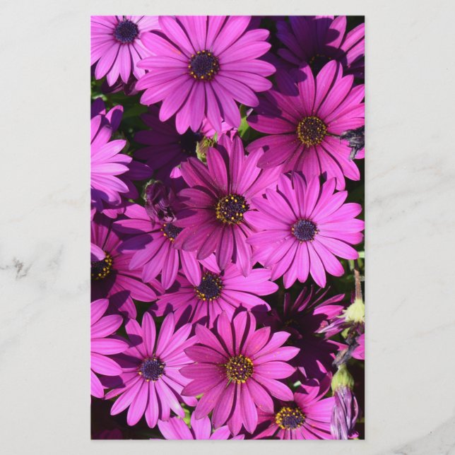 Papelaria Flores De Osteospermum Roxo (Frente)