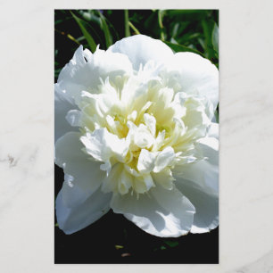 Papelaria Fotografia floral branca de pénia branca Elegante