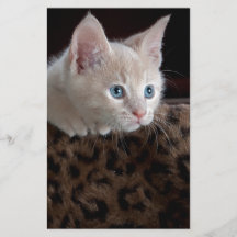 Gatinho Creme com Olhos Azuis Lindos