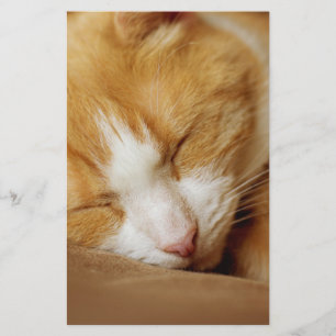 Papelaria Gatinho Dormindo