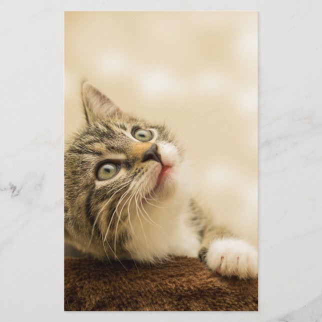 Papelaria Gatinho Fofo com uma Pata Estimulada (Frente)