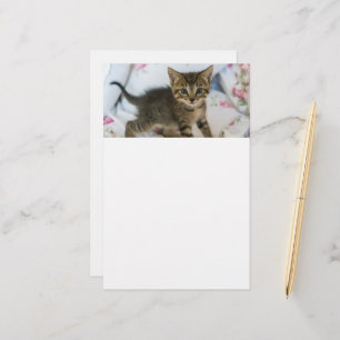Papelaria Gatinho Gatinho Gelado, Surpreso