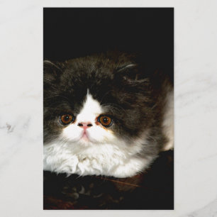 Papelaria Gatinho Preto e Branco