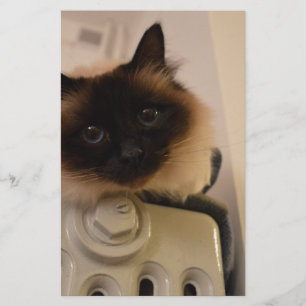 Papelaria Gatinho Siamês Gato Gato Pet Purr Meow Destino