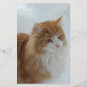 Papelaria Gato_da_Floresta_Norueguesa