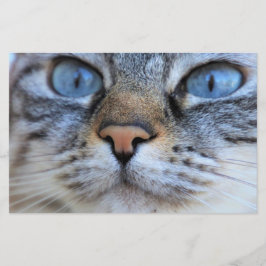 Papelaria Gato de cinza