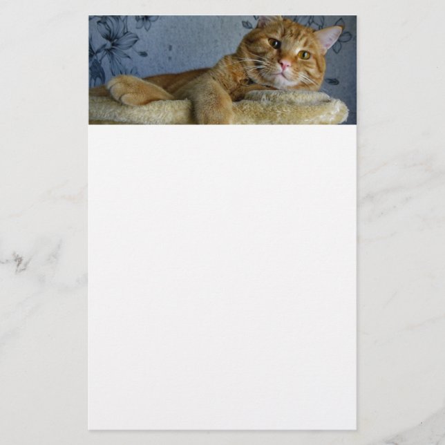 Papelaria Gato de relaxamento (Frente)