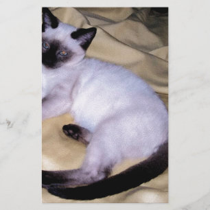 Papelaria Gato siamês, arenito, animais de estimação, gatinh