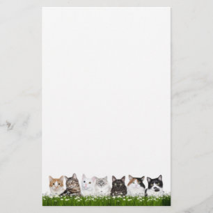 Papelaria Gatos do gatinho nas margaridas