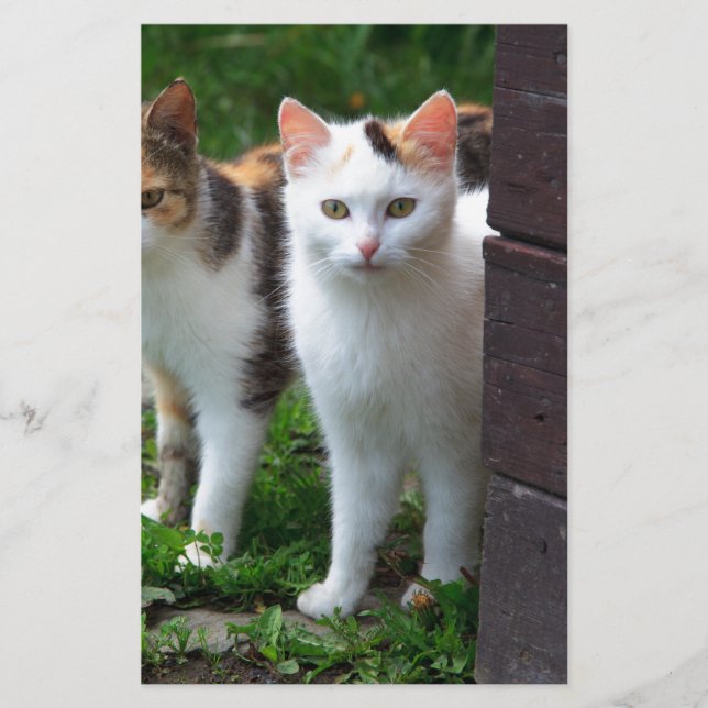 Papelaria Gatos fora brincando (Frente)