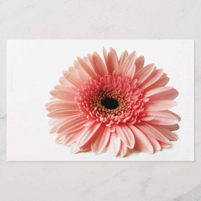 Papelaria Gerbera (Frente)