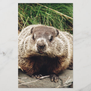 Papelaria Groundhog