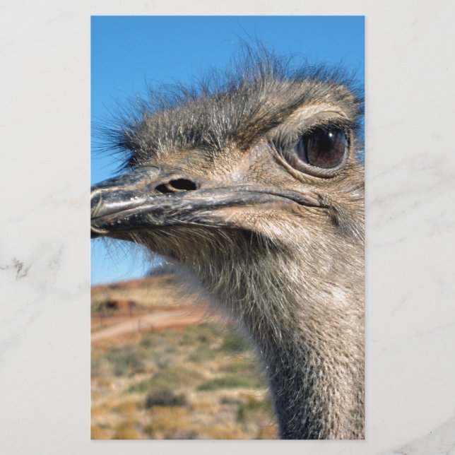 Papelaria Harry, o feliz avestruz (Frente)