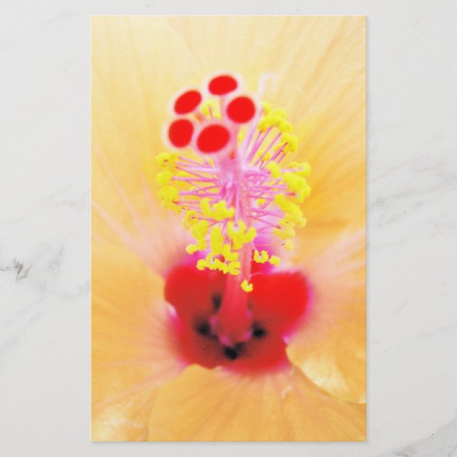 Papelaria Hibisco (Frente)