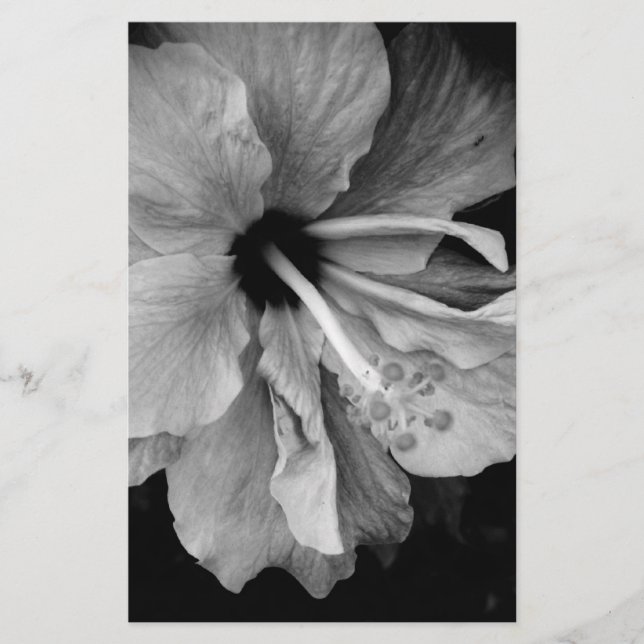 Papelaria Hibiscus (Frente)
