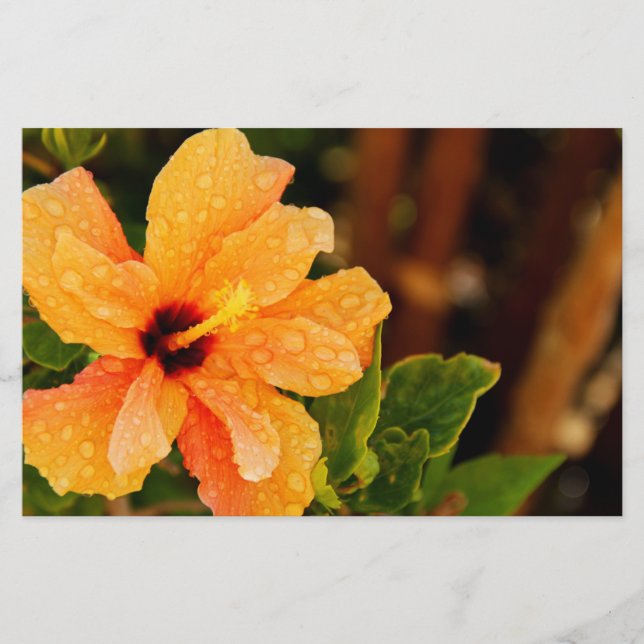 Papelaria Hibiscus (Frente)