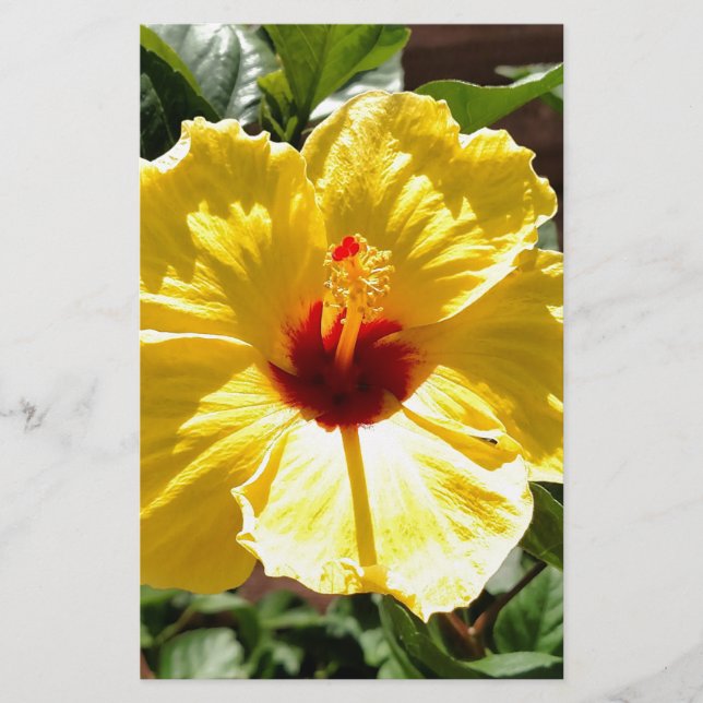 Papelaria Hibiscus amarelo (Frente)