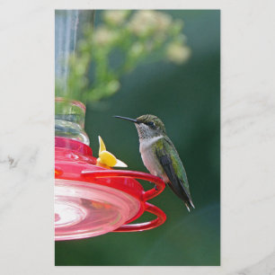 Papelaria Hummingbird