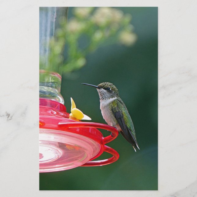 Papelaria Hummingbird (Frente)