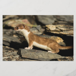 Papelaria Hunting Weasel