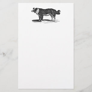 Papelaria Ilustração do cão de border collie dos 1800s do
