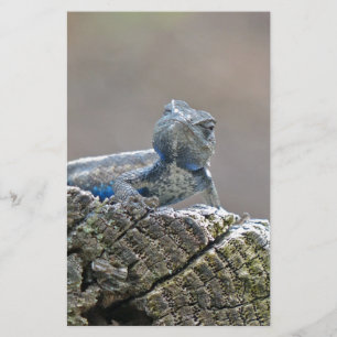 Papelaria Lagarto de jacaré azul da barriga