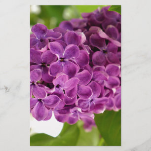 Papelaria Lilac bonito
