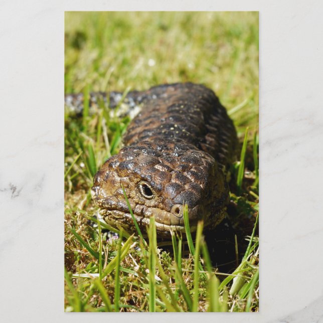 Papelaria Lizard De Língua Azul A Cair Na Grama, (Frente)