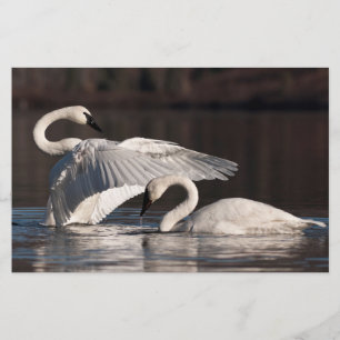 Papelaria Loving Swans