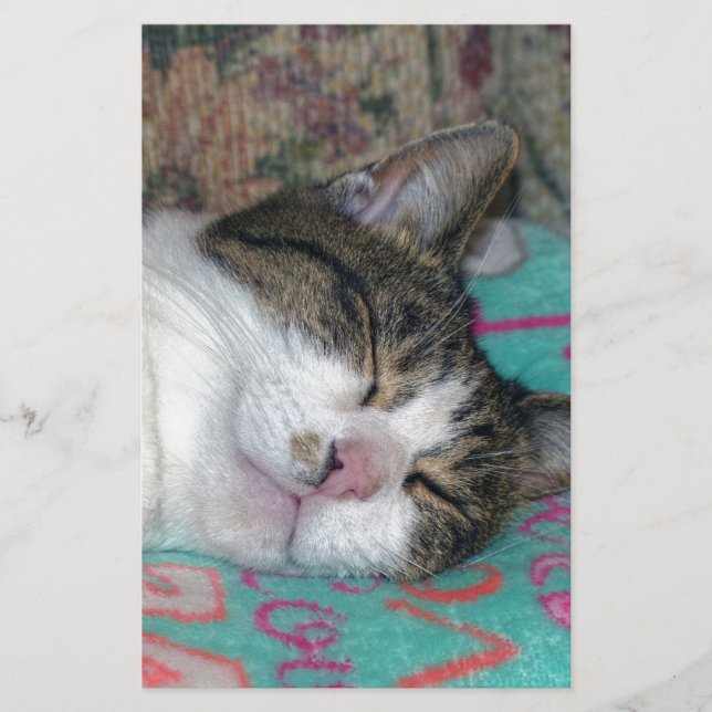 Papelaria Mel Dormindo (Frente)