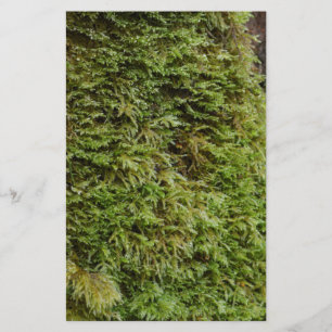 Papelaria Musgo verde