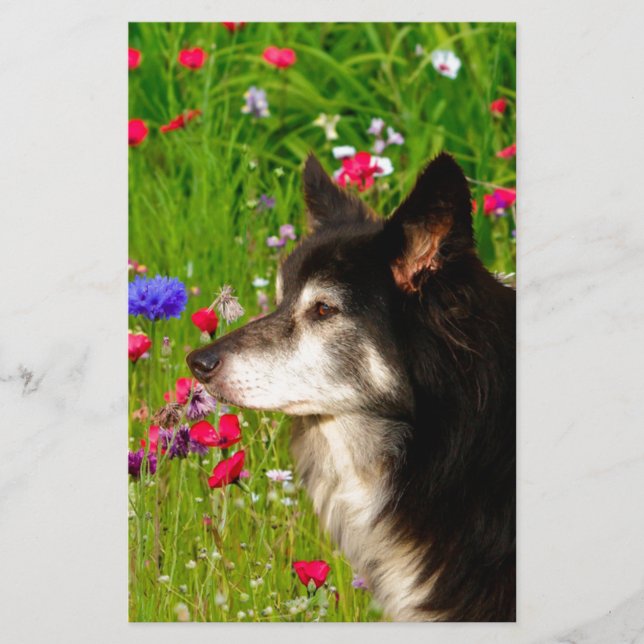 Papelaria Namorados Border Collie com belas flores (Frente)