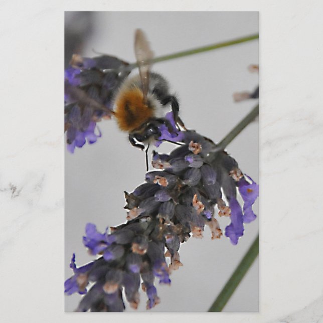 Papelaria Natures WonMaravilha Workers (Frente)