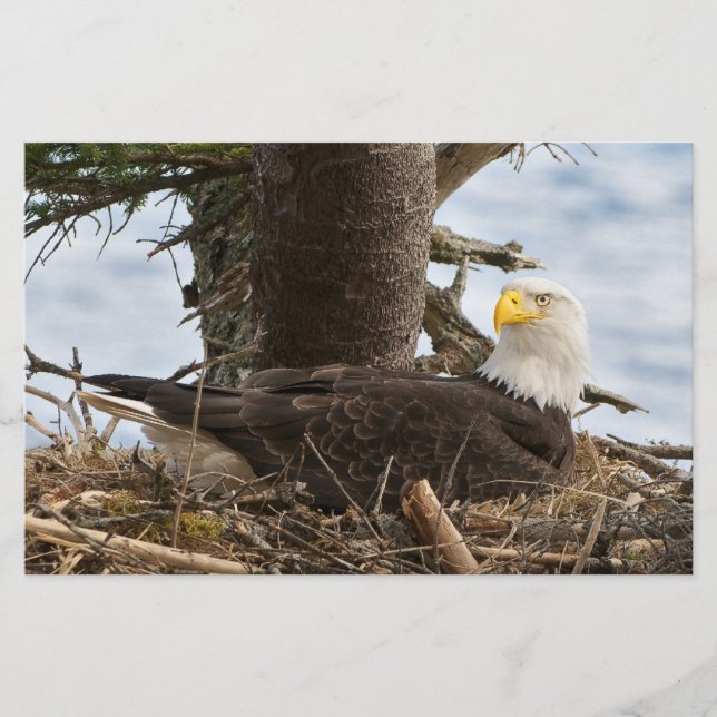 Papelaria Nesting Bald Eagle (Frente)