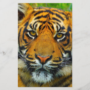 Papelaria O Último Tigre