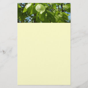 Papelaria O vidoeiro do primavera sae da árvore verde