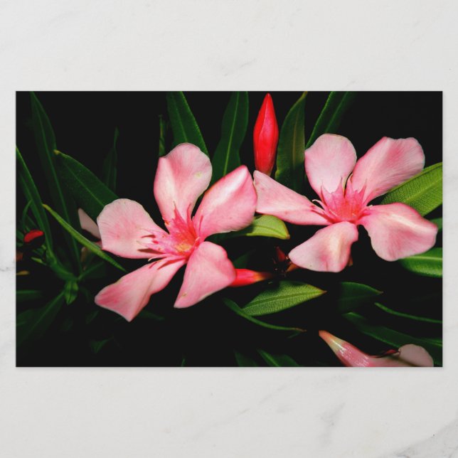 Papelaria Oleander (Frente)