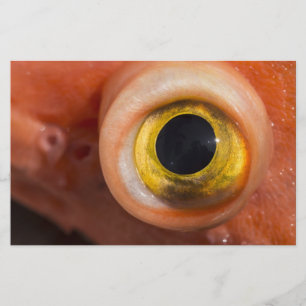 Papelaria Olho De Peixe-Foguete