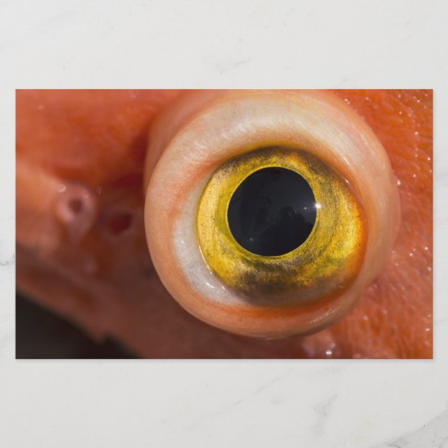 Papelaria Olho De Peixe-Foguete (Frente)