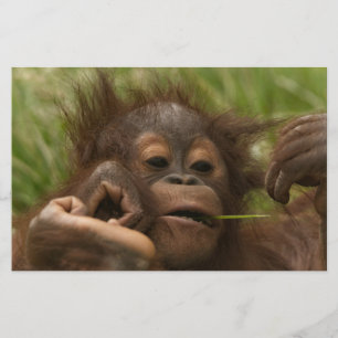 Papelaria Orangutan Baby