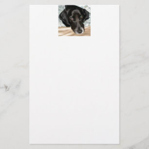 Papelaria Oreo o cão do Spaniel de Springer inglês