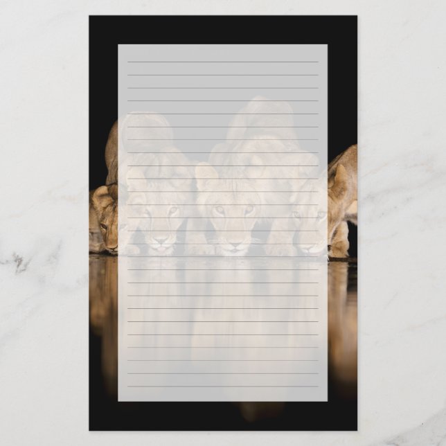 Papelaria Orgulho de Leões Bebe no Buraco de Água à Noite (Frente)