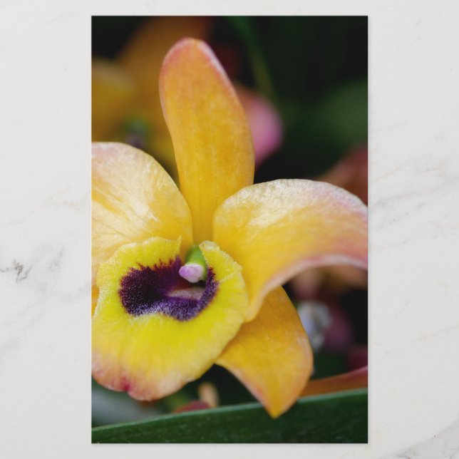 Papelaria Orquídea Sunset (Frente)