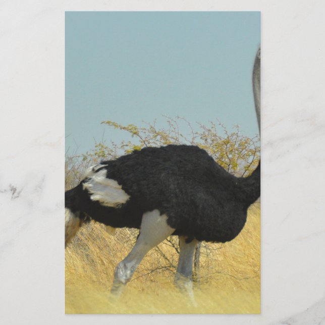 Papelaria Ostrige para uma corrida (Frente)