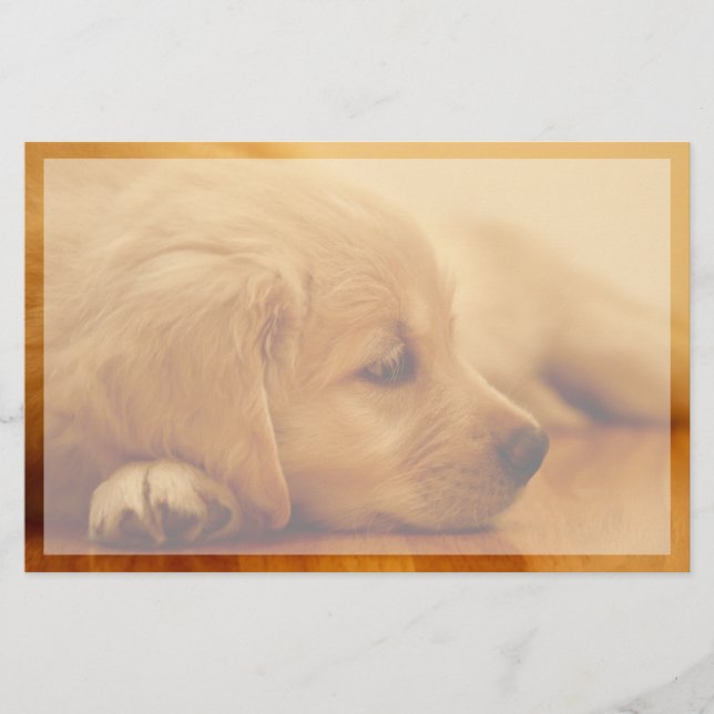 Papelaria Ouro Retriever Puppy (Frente)