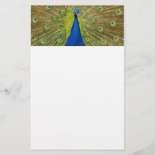 Papelaria Papel de carta do pavão