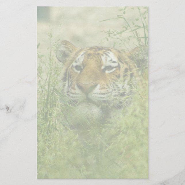 Papelaria papel de carta do tigre (Frente)